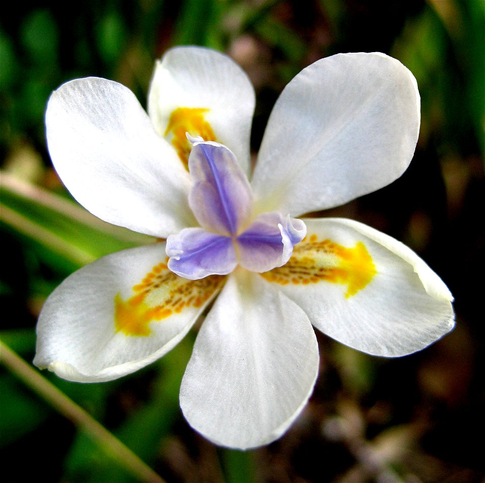 African Iris. Also called Fortnight lily or Morea iris