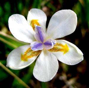 African Iris. Also called Fortnight lily or Morea iris photo