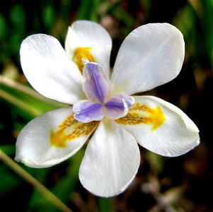 African Iris. Also called Fortnight lily or Morea iris