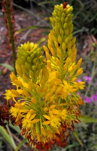 A picture of Bulbine frutescens.