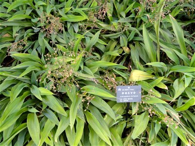 Plant specimen in the Kunming Botanical Garden, Kunming, Yunnan, China.