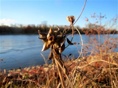 Kohl-Lauch (Allium oleraceum) am Rhein bei Altlußheim