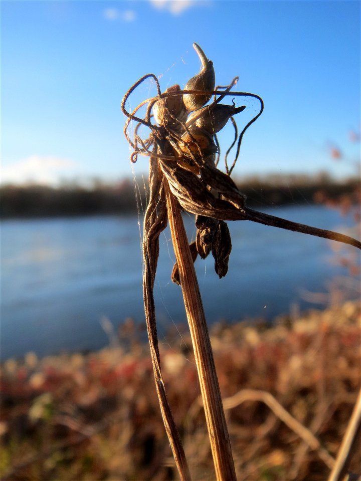 Kohl-Lauch (Allium oleraceum) am Rhein bei Altlußheim