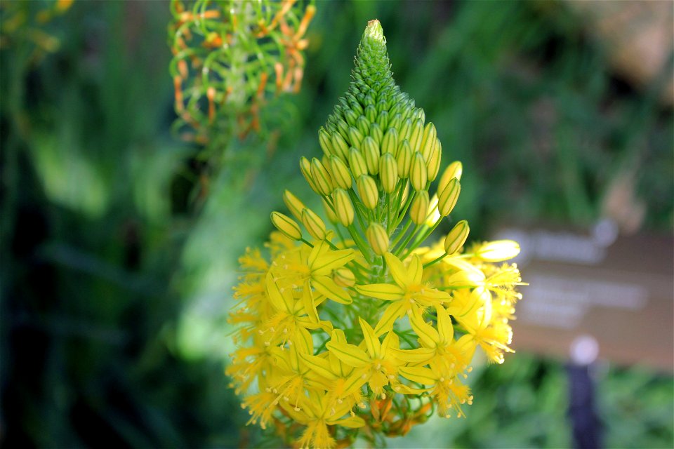  ; Flowers, trees, and other plant stuff
bulb fhaped flowering plant(Bulbine Frutescens).