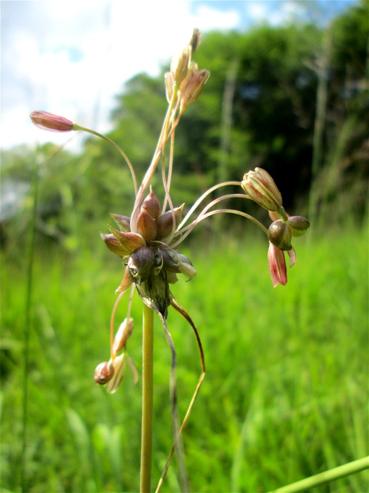 Kohl-Lauch (Allium oleraceum) im Naturschutzgebiet Wusterhang und Beierwies bei Fechingen