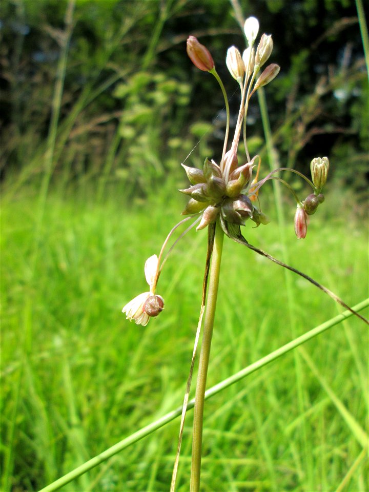 Kohl-Lauch (Allium oleraceum) im Naturschutzgebiet Wusterhang und Beierwies bei Fechingen