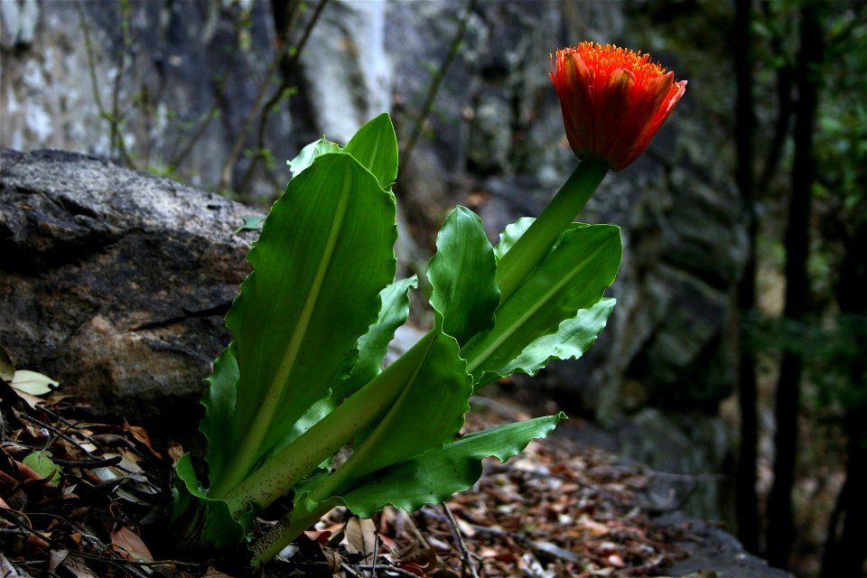 Scadoxus puniceus, Magaliesberg, Hamerkop Kloof