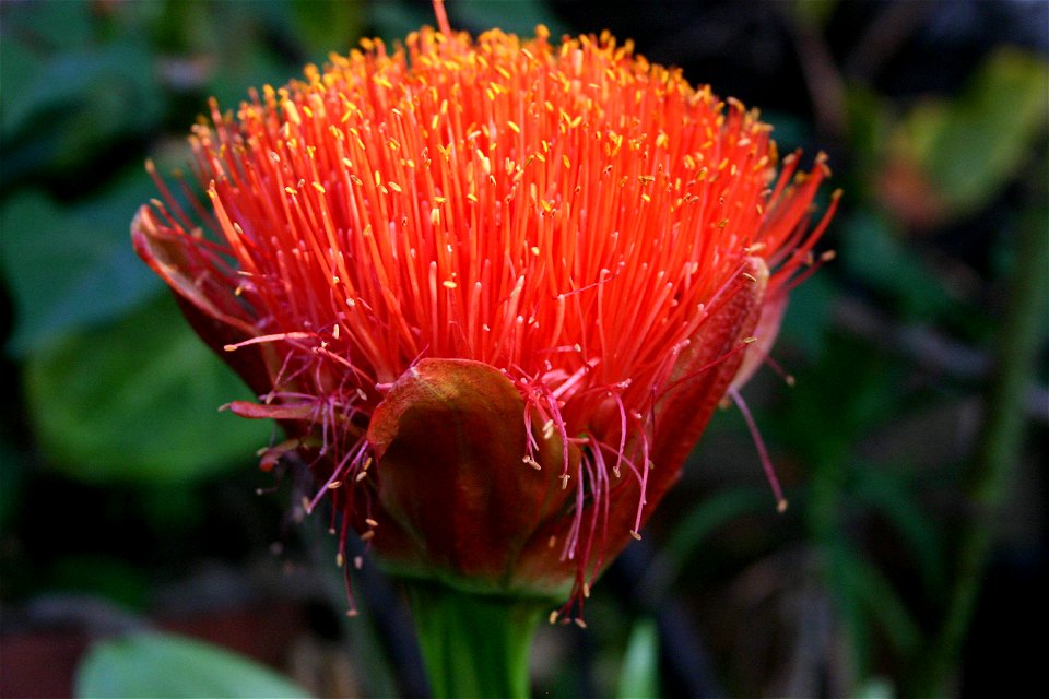 Scadoxus puniceus cultivated in Johannesburg