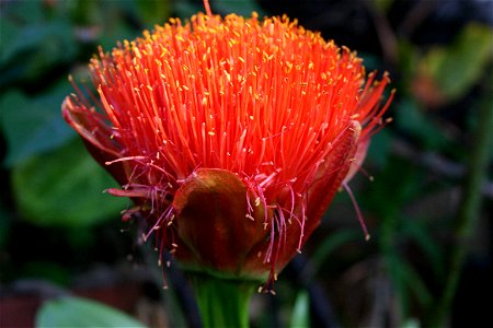 Scadoxus puniceus cultivated in Johannesburg