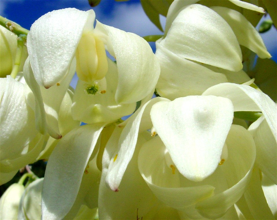 (formerly Yucca whipplei) — Chaparral yucca; flowers.