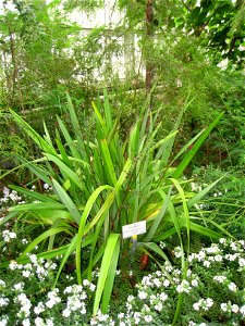 Dianella tasmanica specimen in the Botanischer Garten, Berlin-Dahlem (Berlin Botanical Garden), Berlin, Germany.