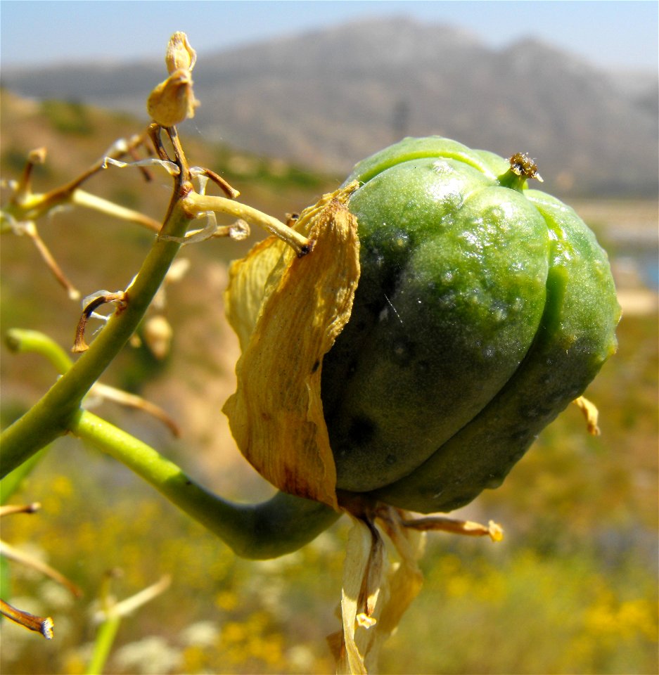 fruit.
At Lake Poway, in San Diego County, NW Peninsular Ranges, Southern California.
