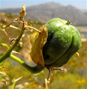 fruit. At Lake Poway, in San Diego County, NW Peninsular Ranges, Southern California. photo