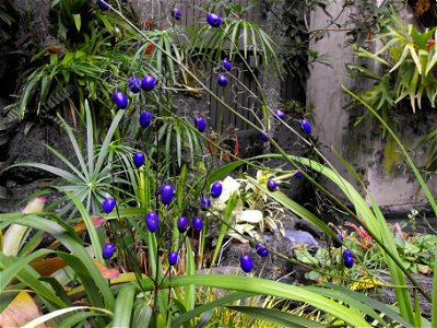 Dianella tasmanica fruits in the Botanical Building at Balboa Park, San Diego, California, USA