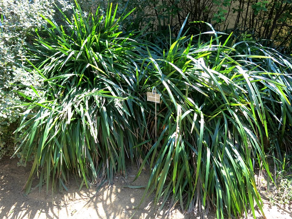 Dianella tasmanica in parc Gonzalez in Bormes-les-Mimosas (Var, France). Plant identified by its botanic label.