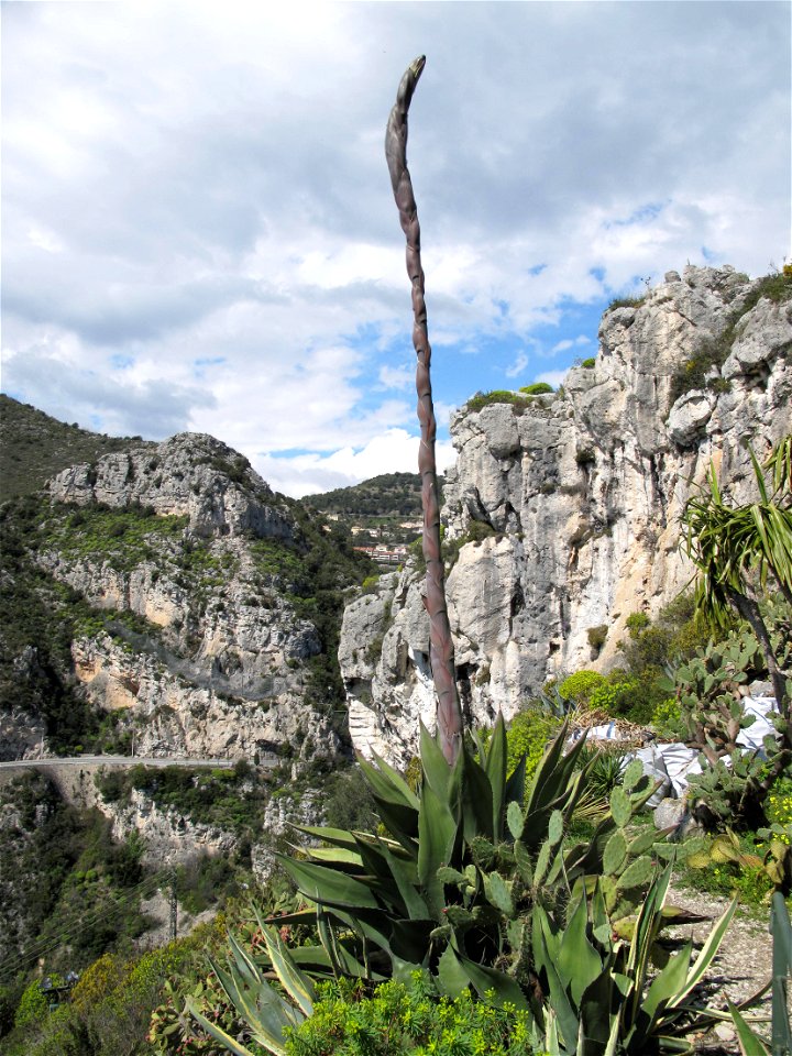 Agave salmiana in the botanical garden of Eze (France)