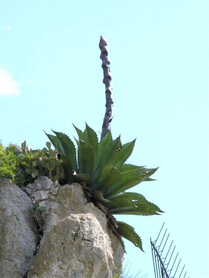Agave salmiana in the botanical garden of Eze (France)