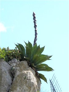 Agave salmiana in the botanical garden of Eze (France)