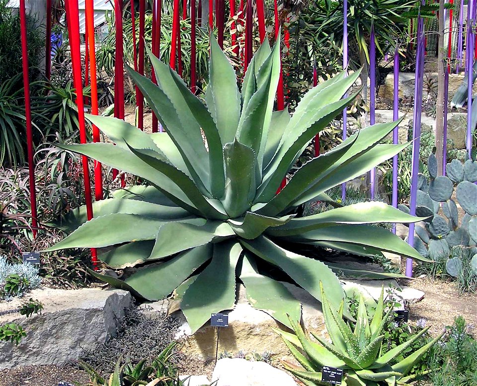 Agave salmiana at Kew Gardens, London, England, very roughly 3 feet (1 metre) high.
The tubes are glass sculptures (part of an exhibition). 

Taken by Adrian Pingstone in June 2005 and released to the