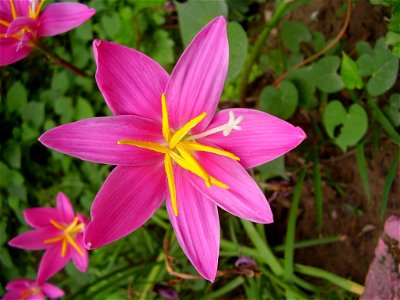 Pink Lily photo