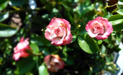 Leaf garden rose photo