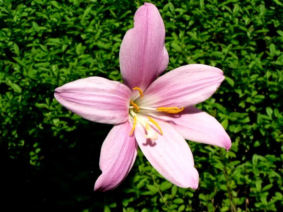 Image title: Pink garden flower in bush Image from Public domain images website, http://www.public-domain-image.com/full-image/flora-plants-public-domain-images-pictures/flowers-public-domain-images-p photo