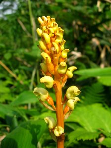 Gastrodia elata, Aizu area, Fukushima pref., Japan