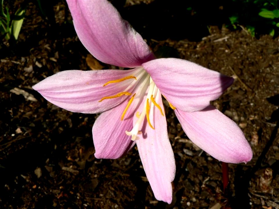 Image title: Pink garden flower
Image from Public domain images website, http://www.public-domain-image.com/full-image/flora-plants-public-domain-images-pictures/flowers-public-domain-images-pictures/