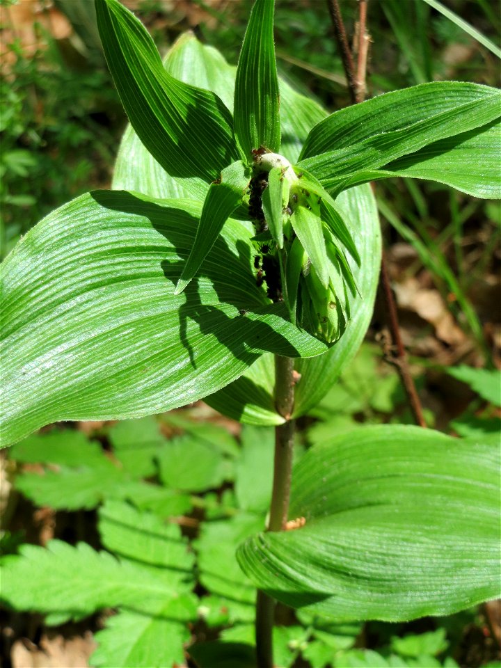 Breitblättrige Stendelwurz (Epipactis helleborine) im Schwetzinger Hardt