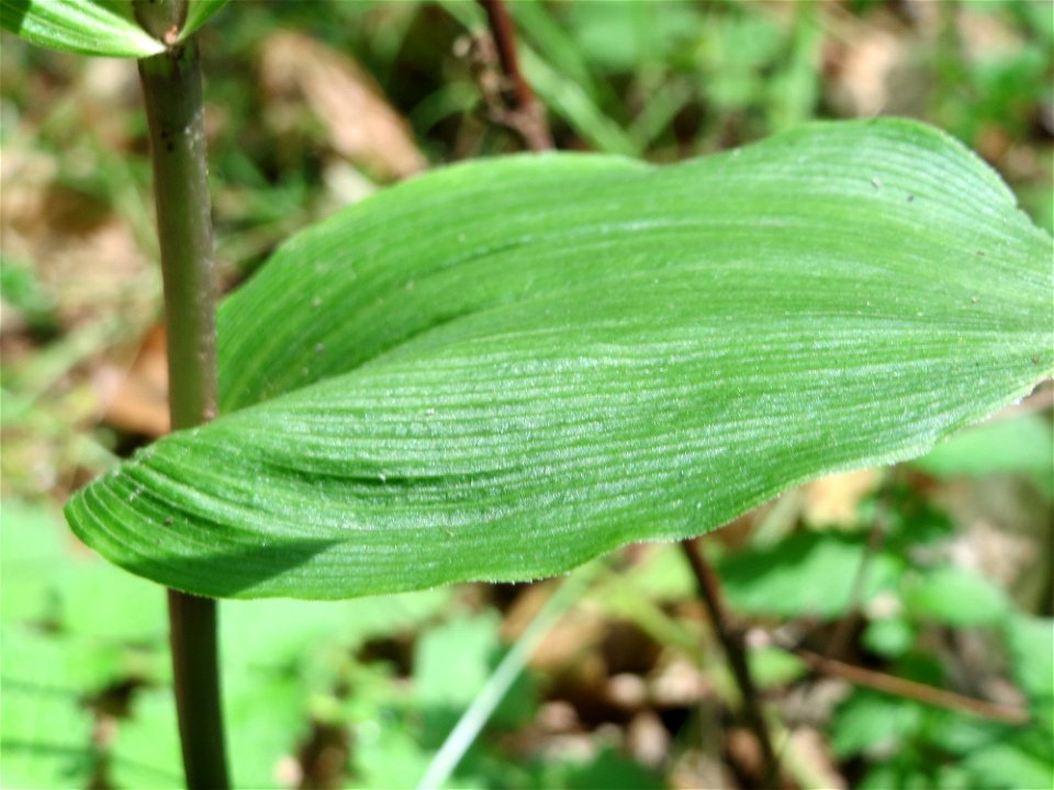 Breitblättrige Stendelwurz (Epipactis helleborine) im Schwetzinger Hardt