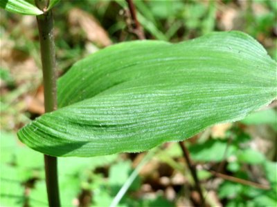 Breitblättrige Stendelwurz (Epipactis helleborine) im Schwetzinger Hardt