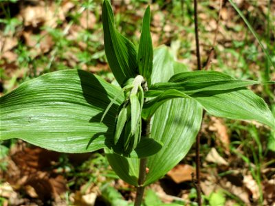 Breitblättrige Stendelwurz (Epipactis helleborine) im Schwetzinger Hardt