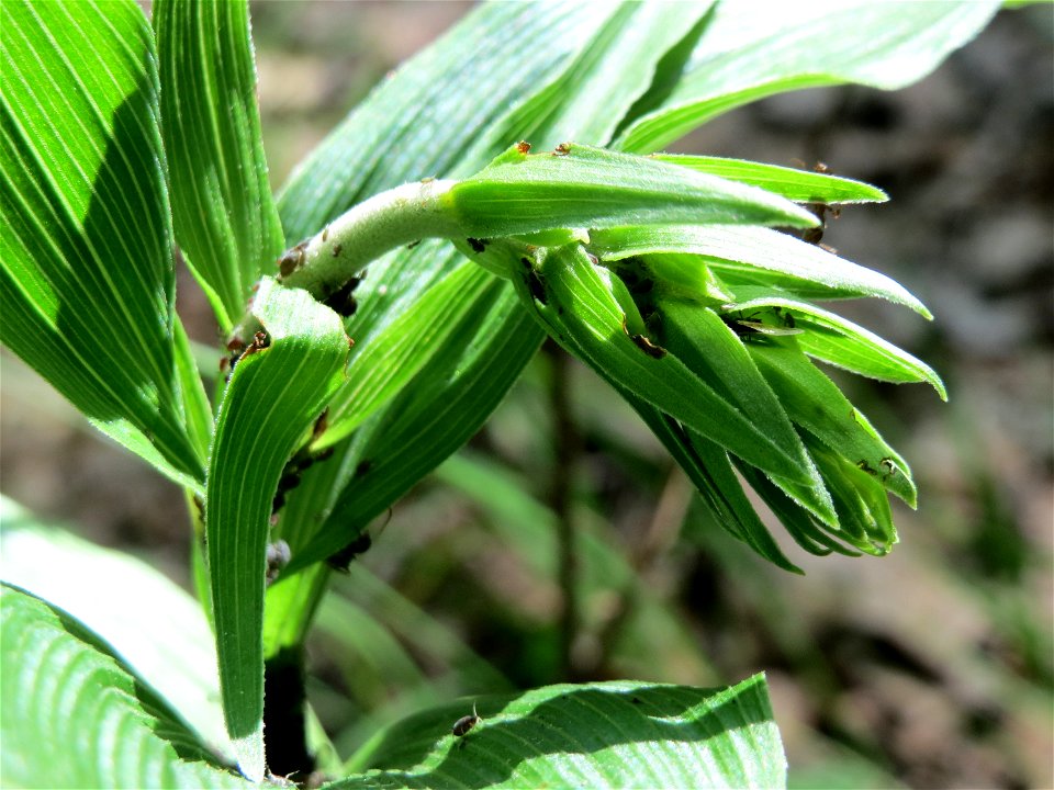 Breitblättrige Stendelwurz (Epipactis helleborine) im Schwetzinger Hardt