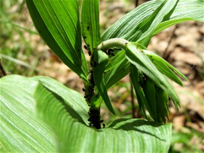 Breitblättrige Stendelwurz (Epipactis helleborine) im Schwetzinger Hardt