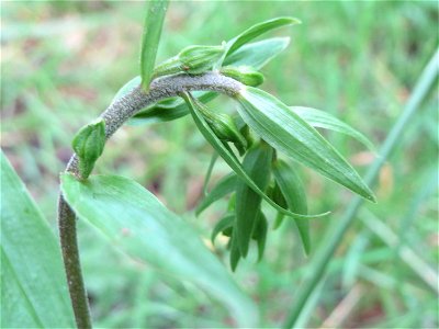 Breitblättrige Stendelwurz (Epipactis helleborine) im Naturschutzgebiet St. Arnualer Wiesen