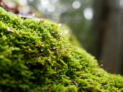 Moss forest dew