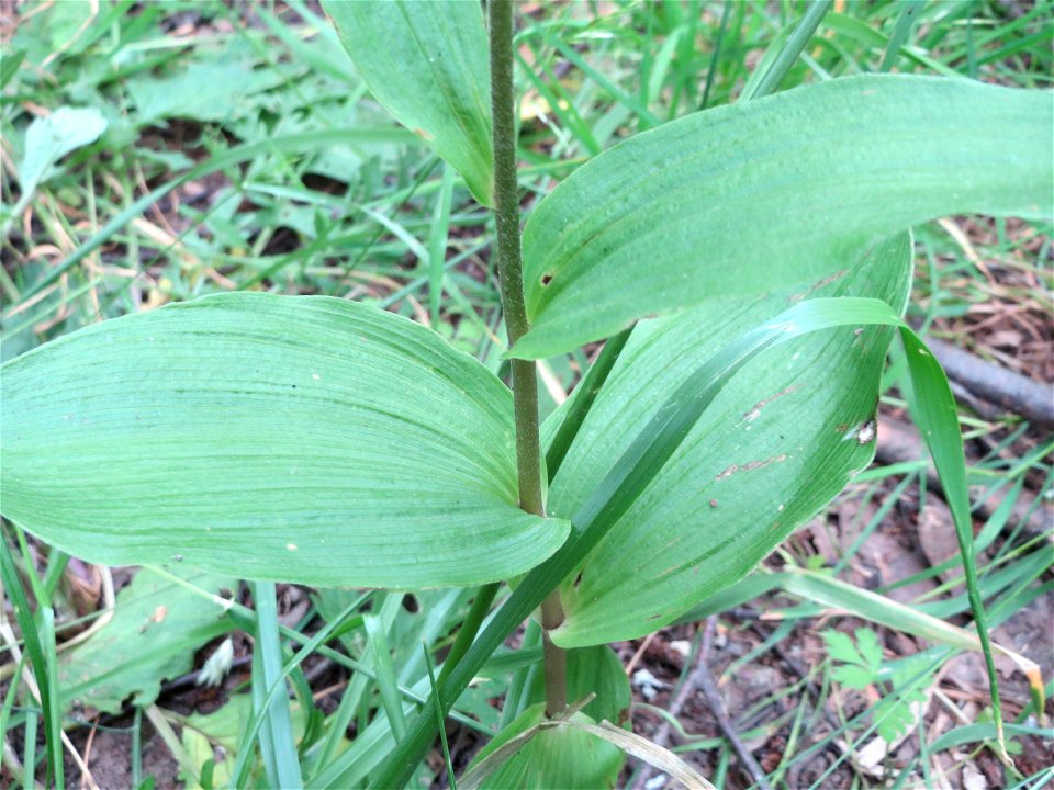 Breitblättrige Stendelwurz (Epipactis helleborine) im Naturschutzgebiet St. Arnualer Wiesen