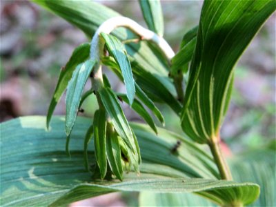 Breitblättrige Stendelwurz (Epipactis helleborine) im Schwetzinger Hardt