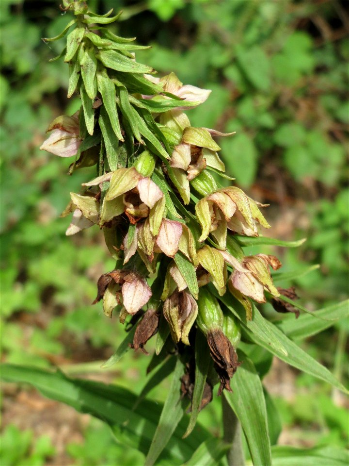 Nicht an diesem Standort erwartet: Breitblättrige Stendelwurz (Epipactis helleborine) in Kirschheck/Heinrichshaus