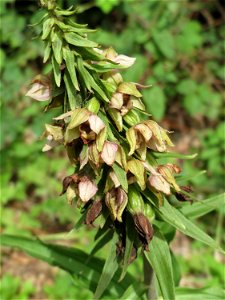 Nicht an diesem Standort erwartet: Breitblättrige Stendelwurz (Epipactis helleborine) in Kirschheck/Heinrichshaus