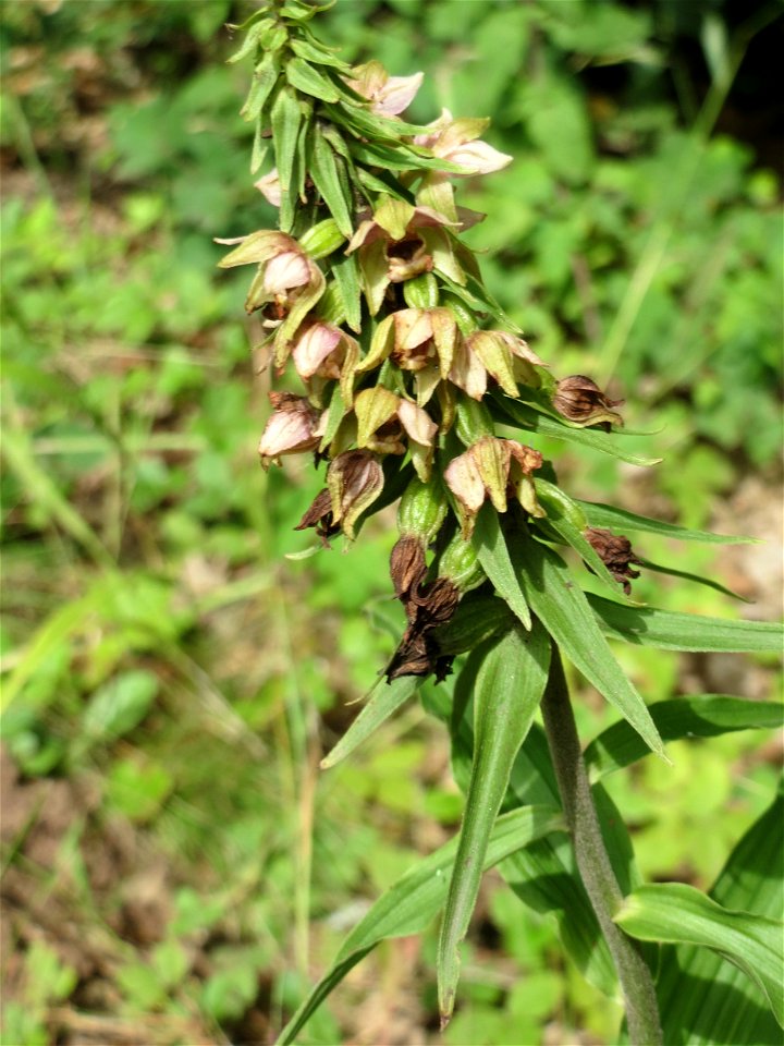 Nicht an diesem Standort erwartet: Breitblättrige Stendelwurz (Epipactis helleborine) in Kirschheck/Heinrichshaus