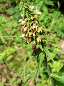 Nicht an diesem Standort erwartet: Breitblättrige Stendelwurz (Epipactis helleborine) in Kirschheck/Heinrichshaus