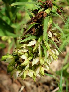 Nicht an diesem Standort erwartet: Breitblättrige Stendelwurz (Epipactis helleborine) in Kirschheck/Heinrichshaus