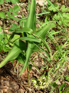 Nicht an diesem Standort erwartet: Breitblättrige Stendelwurz (Epipactis helleborine) in Kirschheck/Heinrichshaus