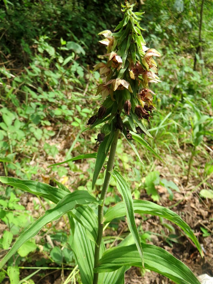 Nicht an diesem Standort erwartet: Breitblättrige Stendelwurz (Epipactis helleborine) in Kirschheck/Heinrichshaus
