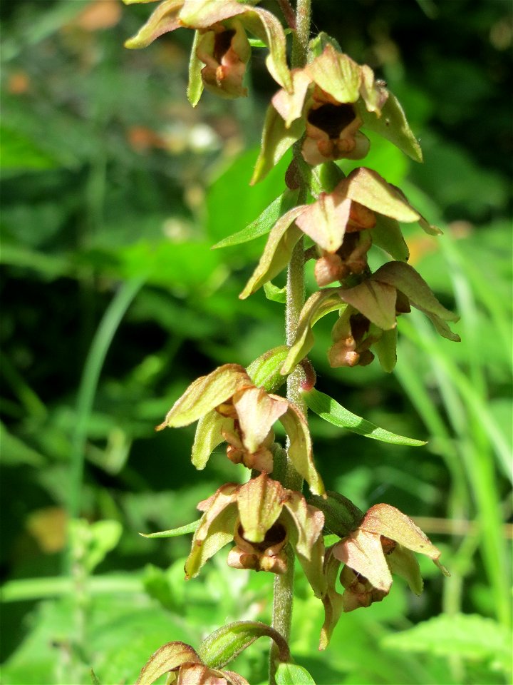 Breitblättrige Stendelwurz (Epipactis helleborine) im Naturschutzgebiet „St. Arnualer Wiesen“