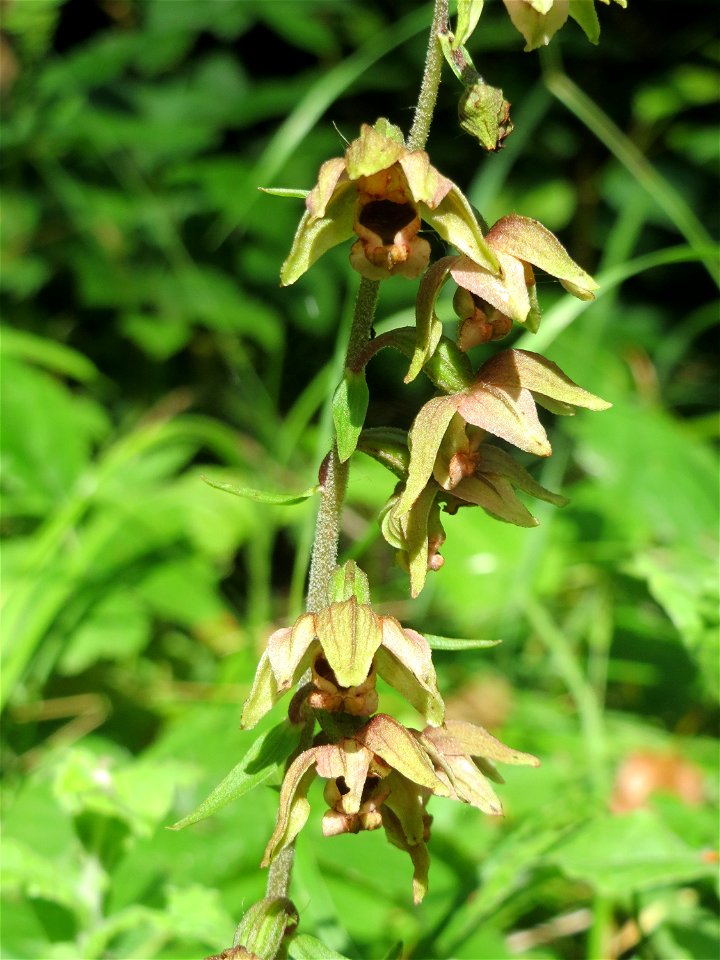 Breitblättrige Stendelwurz (Epipactis helleborine) im Naturschutzgebiet „St. Arnualer Wiesen“