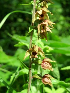 Breitblättrige Stendelwurz (Epipactis helleborine) im Naturschutzgebiet „St. Arnualer Wiesen“