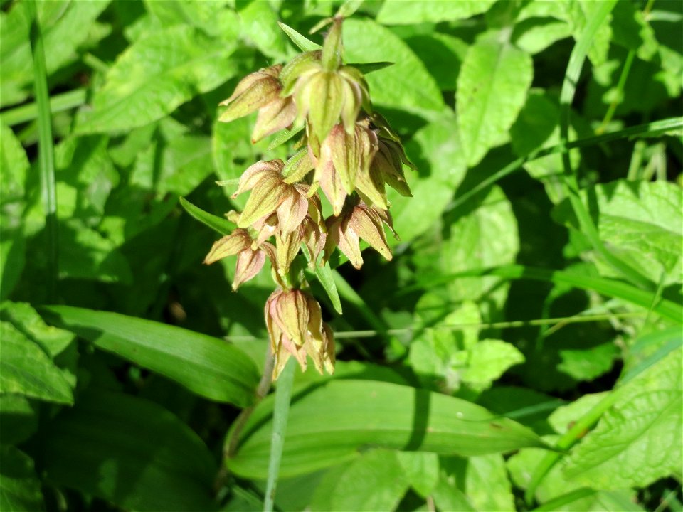 Breitblättrige Stendelwurz (Epipactis helleborine) im Naturschutzgebiet „St. Arnualer Wiesen“
