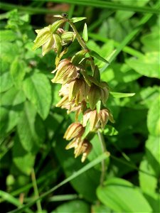 Breitblättrige Stendelwurz (Epipactis helleborine) im Naturschutzgebiet „St. Arnualer Wiesen“